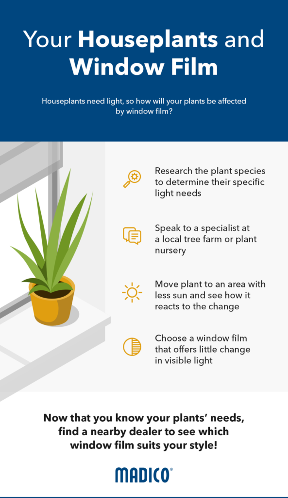 Will Installing Window Film Kill Indoor House Plants?